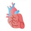 心臓の位置は胸部の中央です。